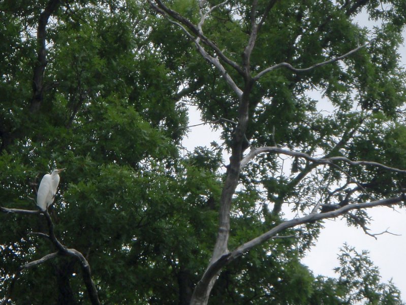 BusseWoodsKayak071809-7180038.jpg - Egret Up High in a Tree