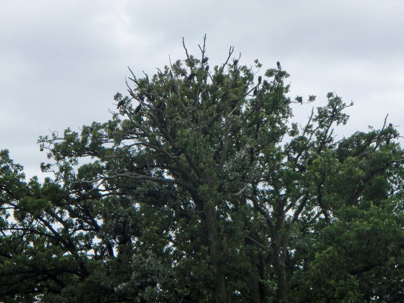 BusseWoodsKayak071809-7180043.jpg - Cormorant Tree