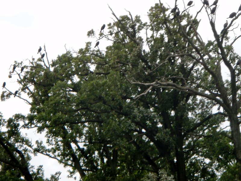 BusseWoodsKayak071809-7180044.jpg - Cormorant Tree