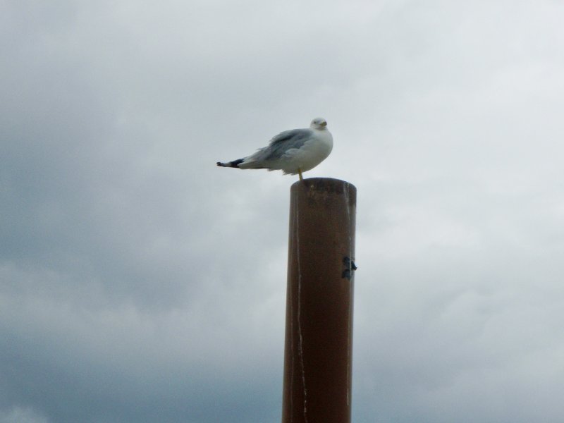 BusseWoodsKayak071809-7180051.jpg - Seagull at Busse Lake Boat Rental Pier