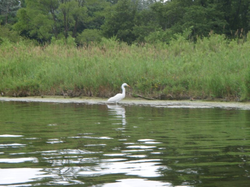 BusseWoodsKayak071809-7180052.jpg - Egret