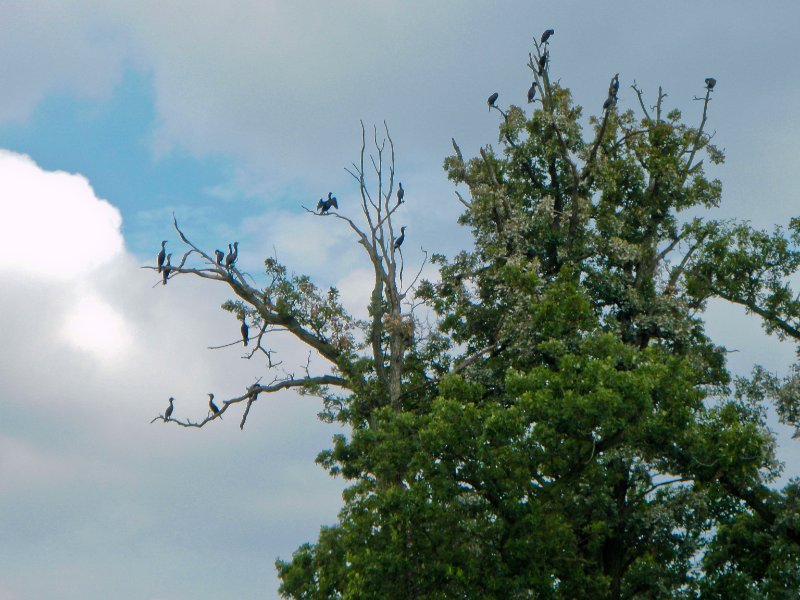 BusseWoodsKayak080809-8080046.jpg - The Busse Lake Cormorant Tree