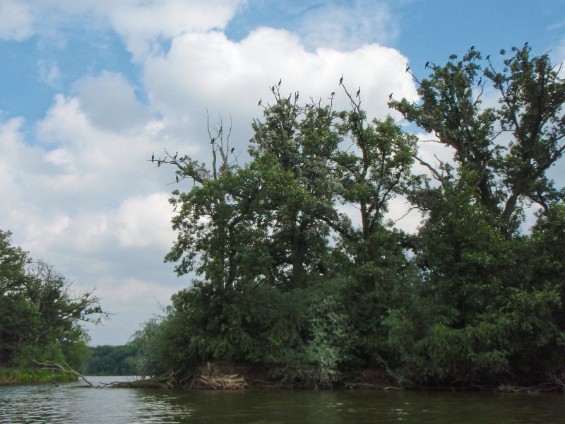 BusseWoodsKayak080809-8080054.jpg - The Busse Lake Cormorant Tree