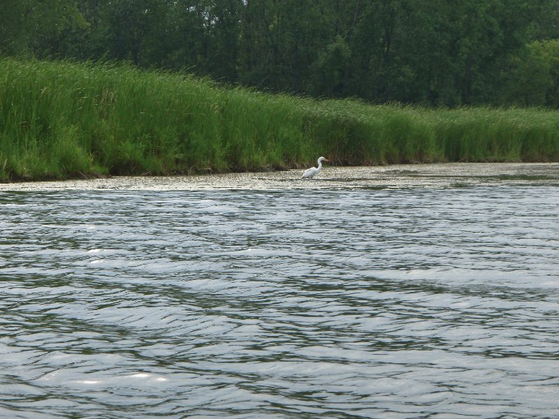 BusseWoodsKayak080809-8080070.jpg - Egret