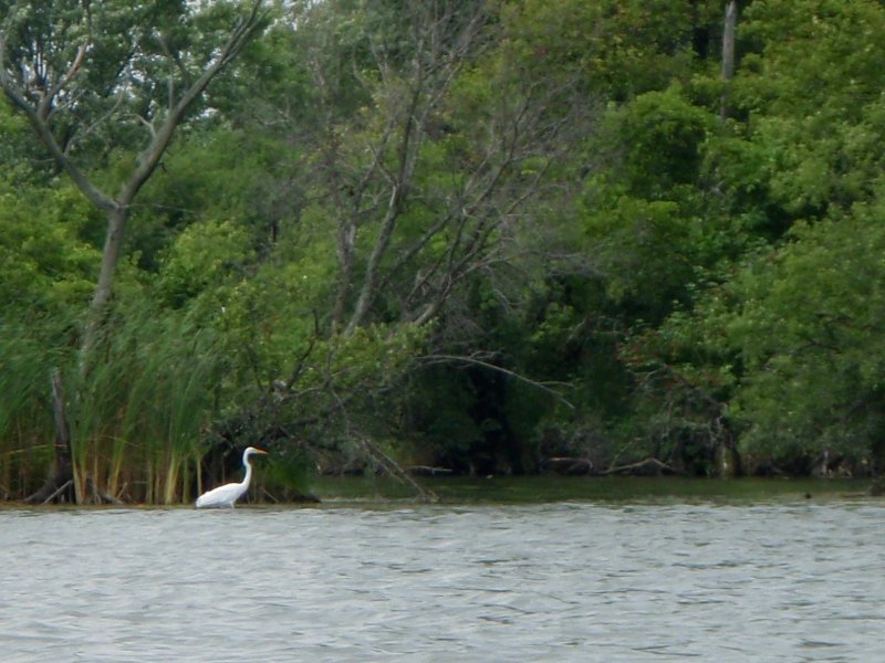 BusseWoodsKayak080809-8080071.jpg - Egret