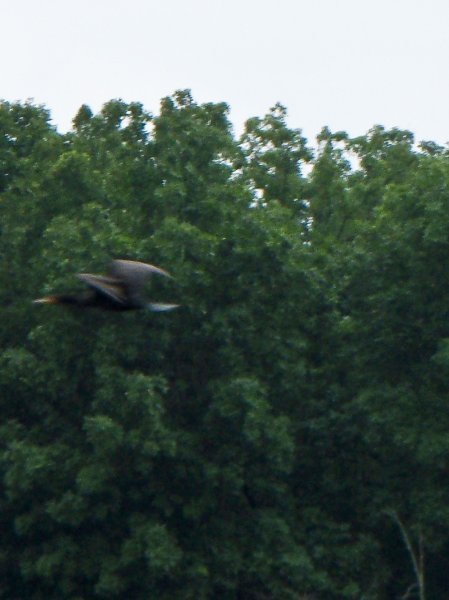 BusseWoodsKayak080809-8080073.jpg - Cormorant