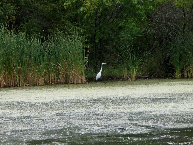 Busse091209-9120043.jpg - Egret