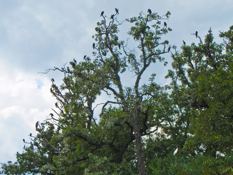 Busse091209-9120047.jpg - Cormorant Tree