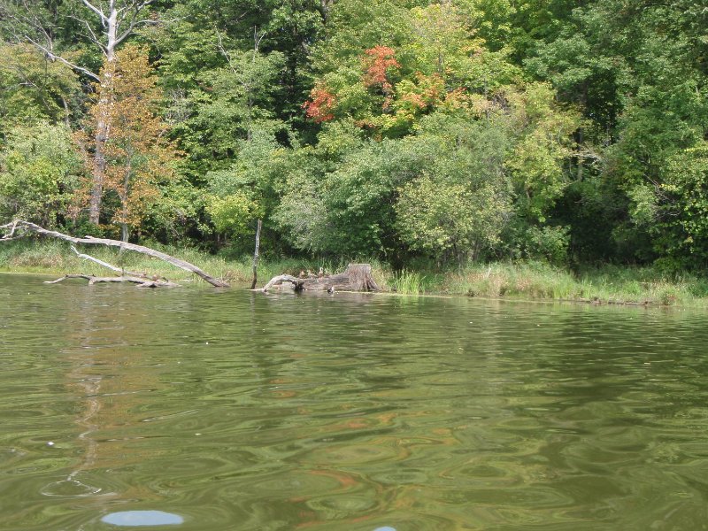 Busse091209-9120053.jpg - Ducks