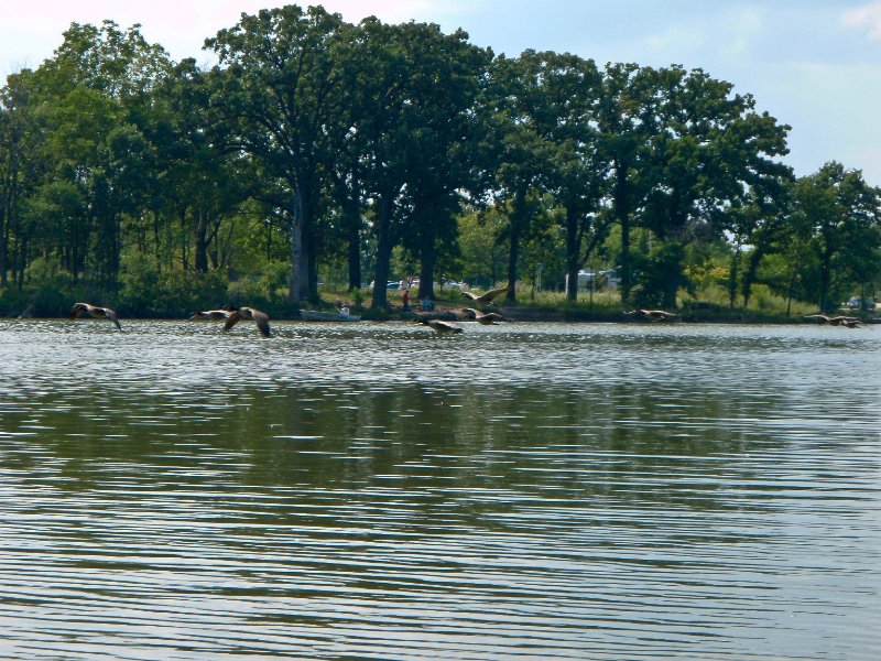 Busse091209-9120063.jpg - Geese