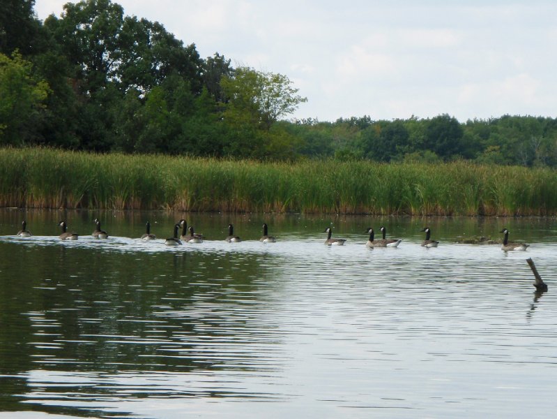 Busse091909-9190025.jpg - Geese