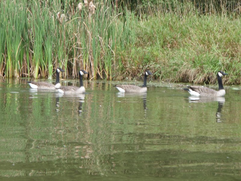 Busse091909-9190026.jpg - Geese