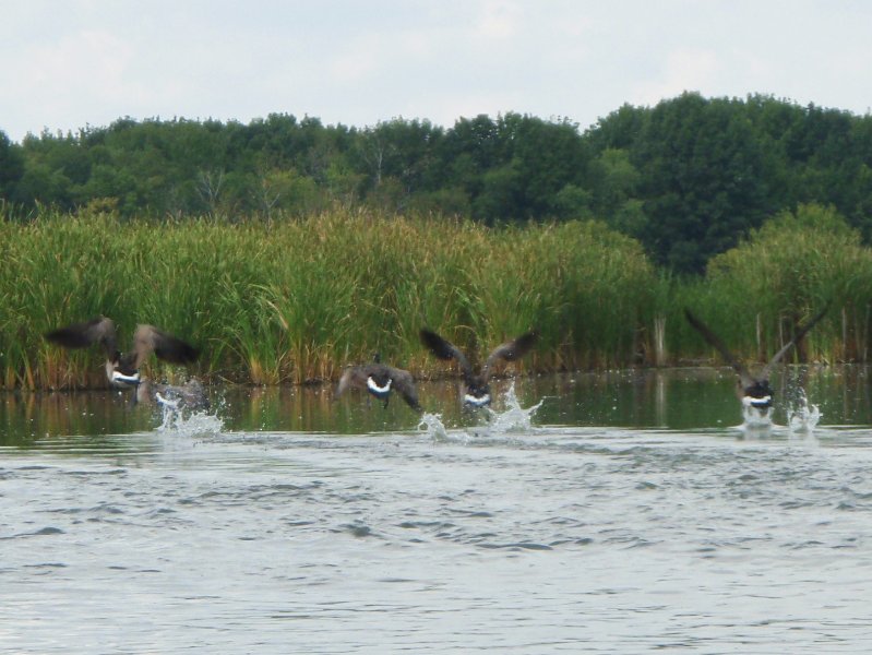 Busse091909-9190027.jpg - Geese taking off