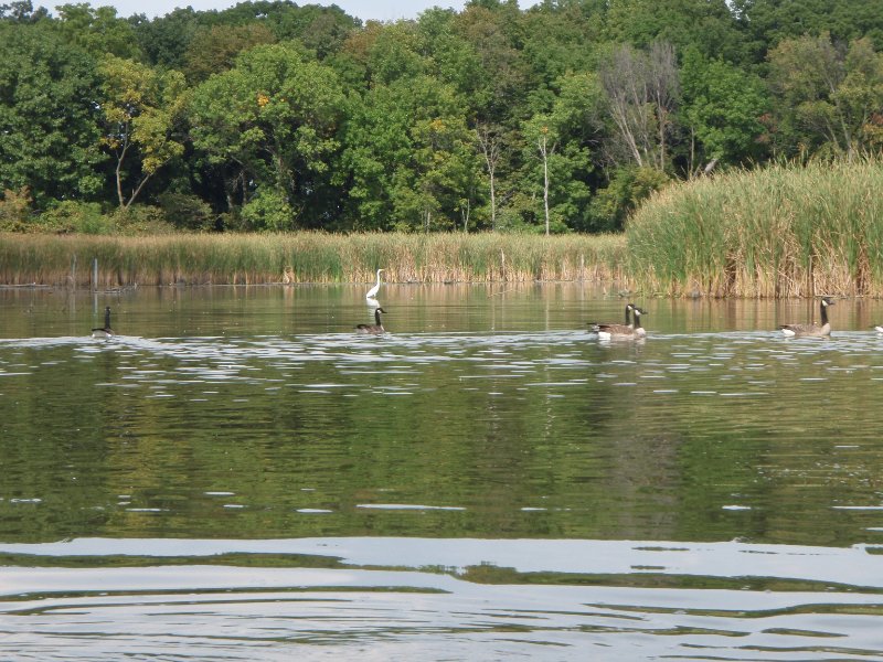 Busse091909-9190028.jpg - Egret and Geese