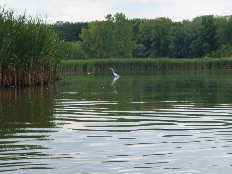 Busse091909-9190029.jpg - Egret