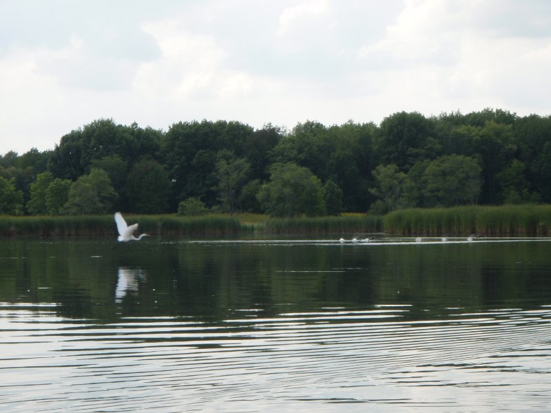 Busse091909-9190031.jpg - Egret taking off