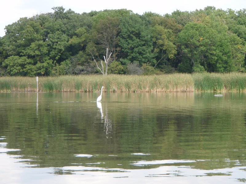 Busse091909-9190035.jpg - Egret