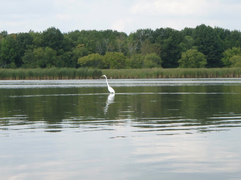 Busse091909-9190036.jpg - Egret