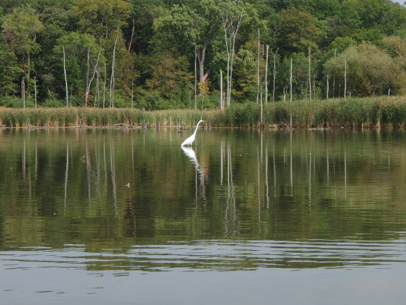 Busse091909-9190040.jpg - Egret