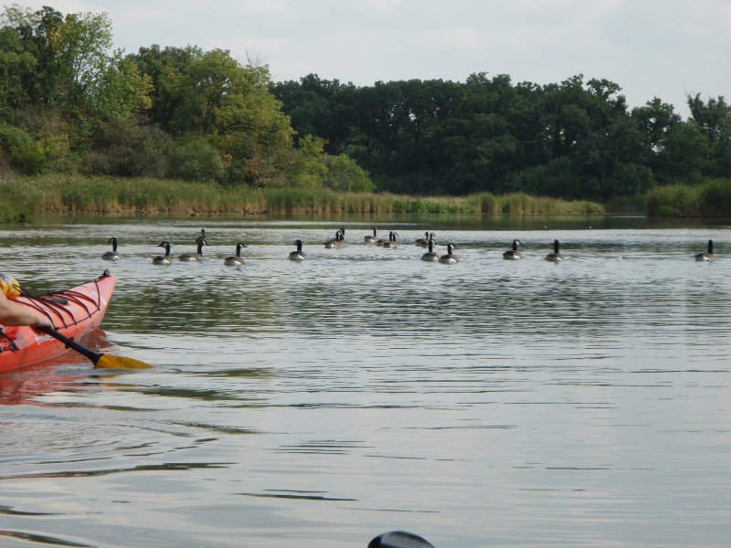 Busse091909-9190041.jpg - Geese