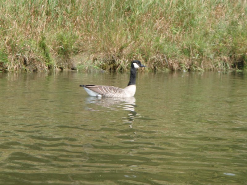 Busse091909-9190043.jpg - Geese