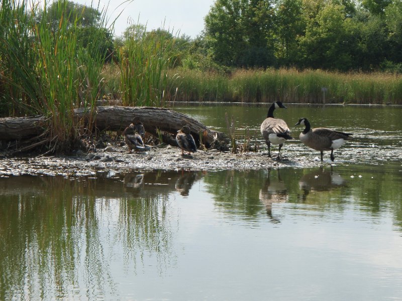 Busse091909-9190046.jpg - Geese and Ducks