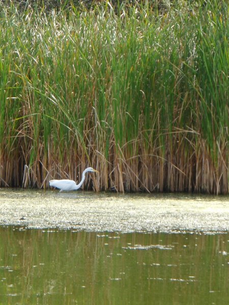 Busse091909-9190052.jpg - Egret