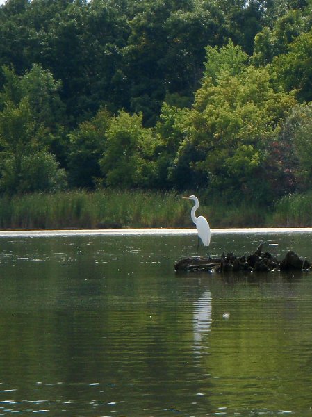 Busse091909-9190063.jpg - Egret