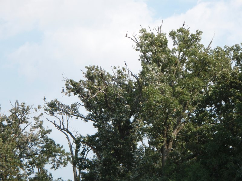 Busse091909-9190064.jpg - Cormorant Tree