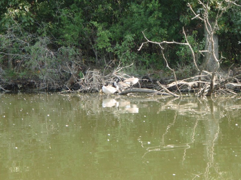 Busse091909-9190065.jpg - Geese