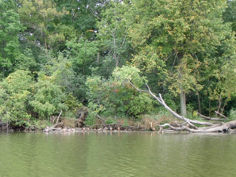 Busse091909-9190072.jpg - Ducks