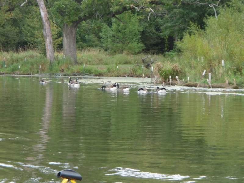 Busse091909-9190074.jpg - Geese