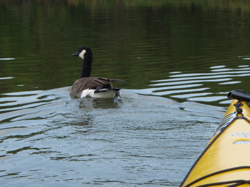 Busse091909-9190077.jpg - Geese