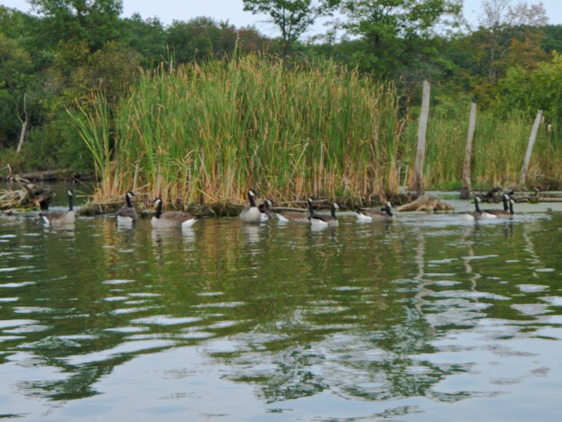 Busse091909-9190080.jpg - Geese