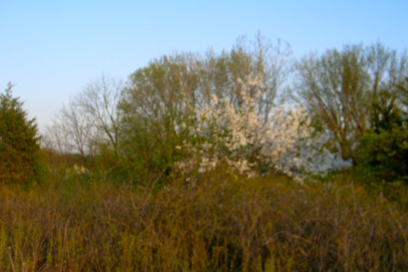 DanadaBikeTrail050509-1574.jpg - Danada Forest Preserve Bike Trail