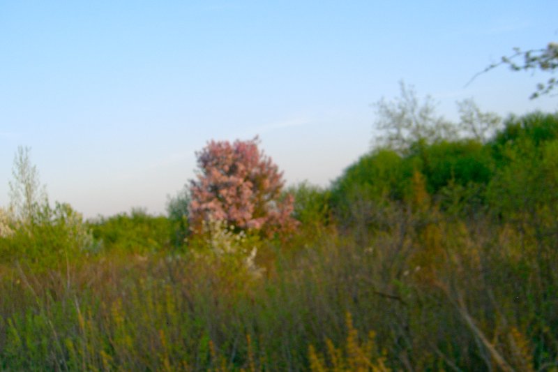 DanadaBikeTrail050509-1577.jpg - Danada Forest Preserve Bike Trail