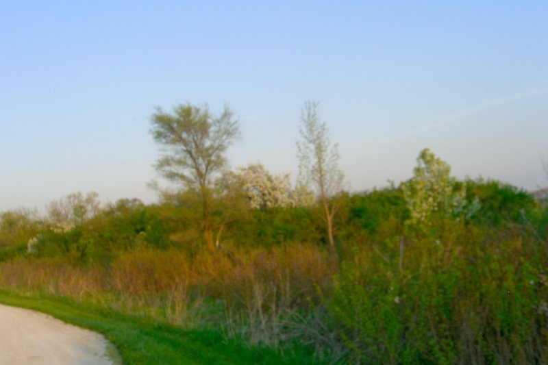 DanadaBikeTrail050509-1578.jpg - Danada Forest Preserve Bike Trail