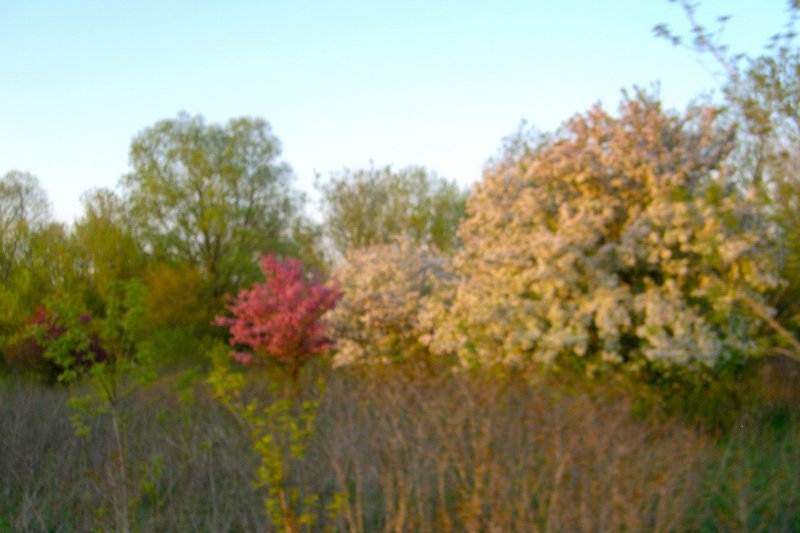 DanadaBikeTrail050509-1580.jpg - Danada Forest Preserve Bike Trail