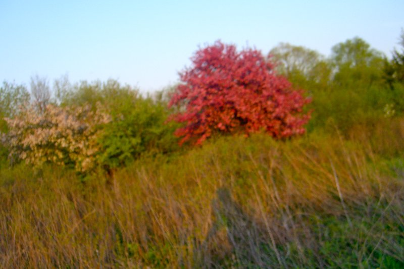 DanadaBikeTrail050509-1583.jpg - Danada Forest Preserve Bike Trail