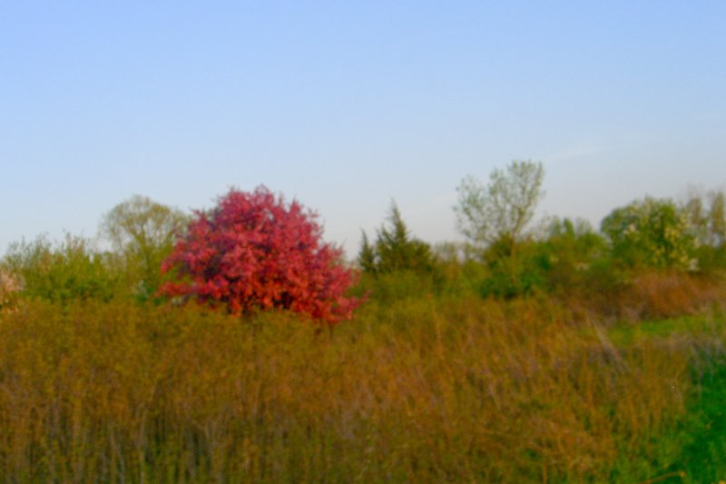 DanadaBikeTrail050509-1584.jpg - Danada Forest Preserve Bike Trail