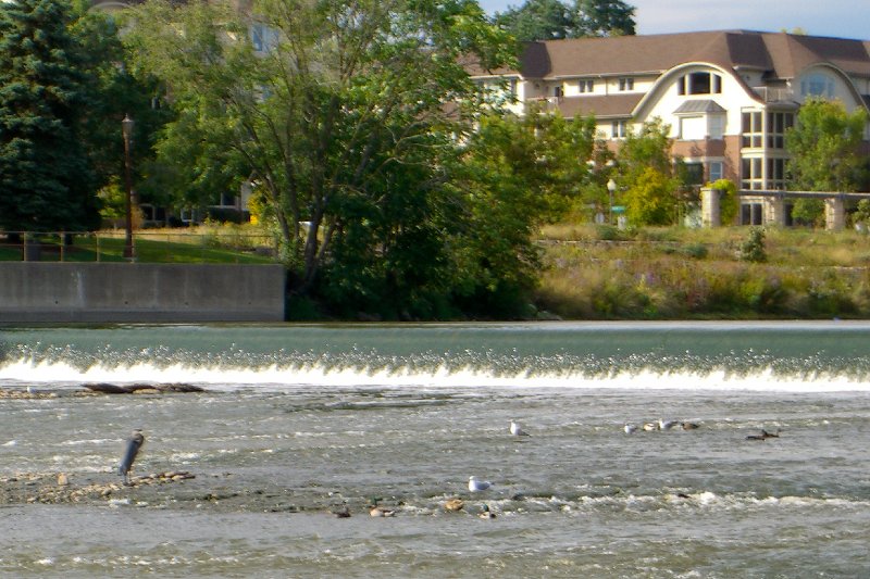 FoxRiver092709-2045.jpg - Great Blue Heron in front of State Street Geneva Dam