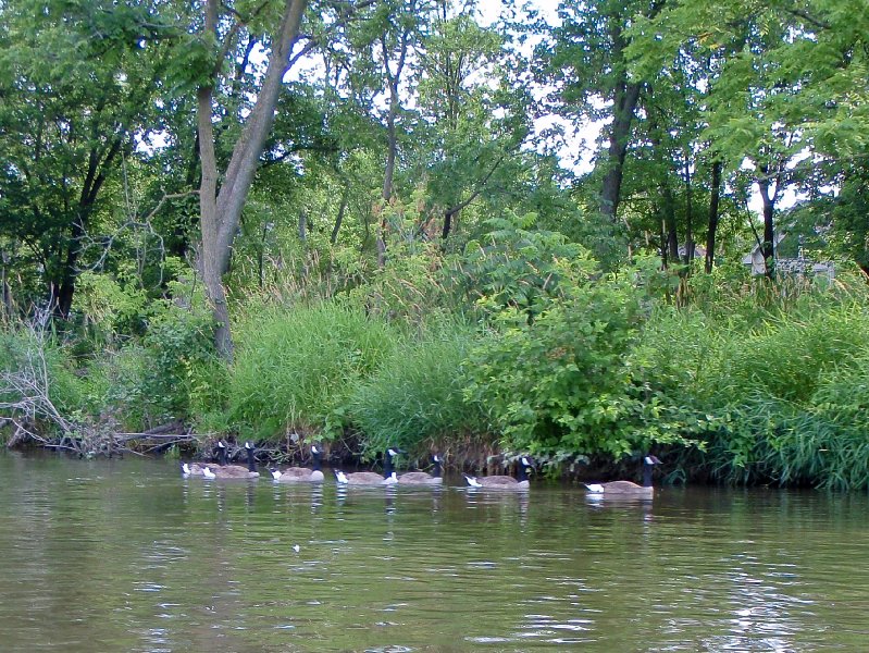 FoxRiverKayak070509-7050042.jpg - Kayak Fox River at Geneva