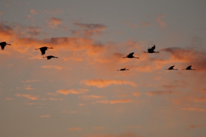 JasperPulaski110109-0001.jpg - Sandhill Cranes twilight flight to Jasper-Pulaski Fish and Wildlife Area