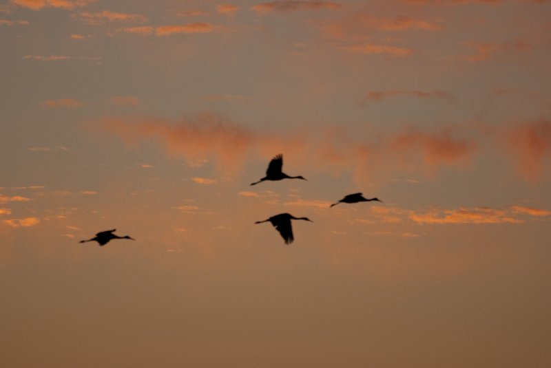 JasperPulaski110109-0002.jpg - Sandhill Cranes twilight flight to Jasper-Pulaski Fish and Wildlife Area