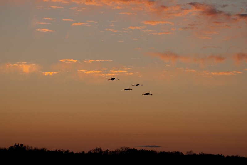 JasperPulaski110109-0003.jpg - Sandhill Cranes twilight flight to Jasper-Pulaski Fish and Wildlife Area