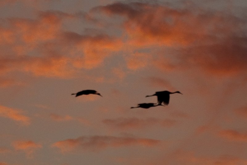 JasperPulaski110109-0004.jpg - Sandhill Cranes twilight flight to Jasper-Pulaski Fish and Wildlife Area