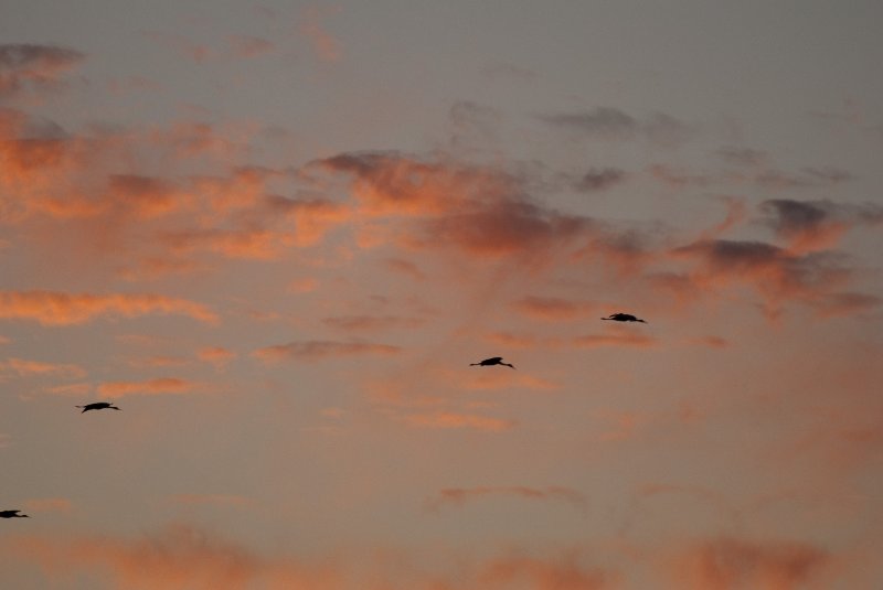 JasperPulaski110109-0005.jpg - Sandhill Cranes twilight flight to Jasper-Pulaski Fish and Wildlife Area