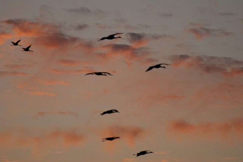 JasperPulaski110109-0006.jpg - Sandhill Cranes twilight flight to Jasper-Pulaski Fish and Wildlife Area