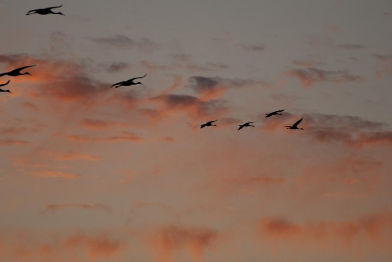 JasperPulaski110109-0007.jpg - Sandhill Cranes twilight flight to Jasper-Pulaski Fish and Wildlife Area