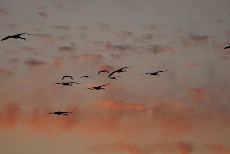 JasperPulaski110109-0008.jpg - Sandhill Cranes twilight flight to Jasper-Pulaski Fish and Wildlife Area